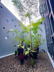 Toh Crescent (D17), Semi-Detached #462533901